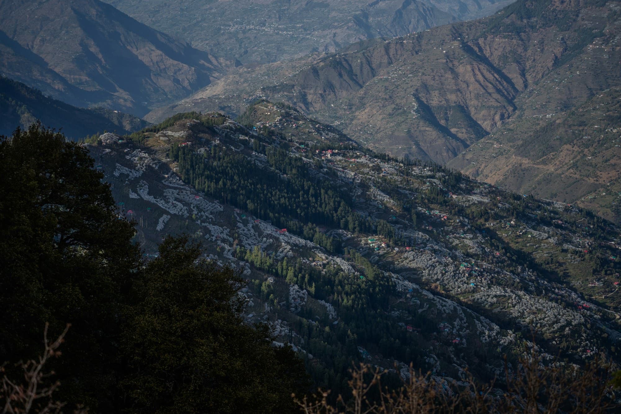 Pine forest above a Himalayan village