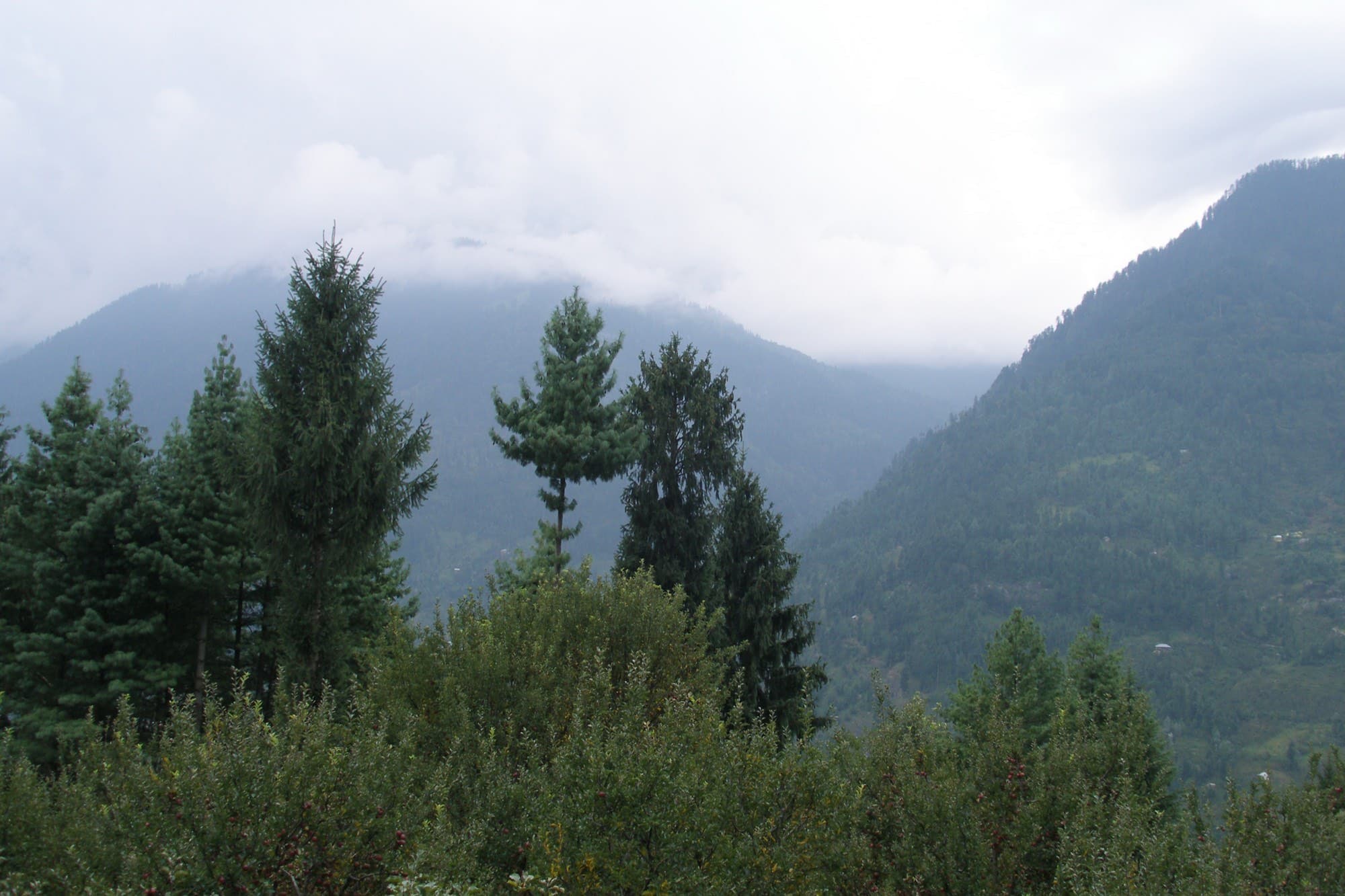 Deodar forest trail near the inn