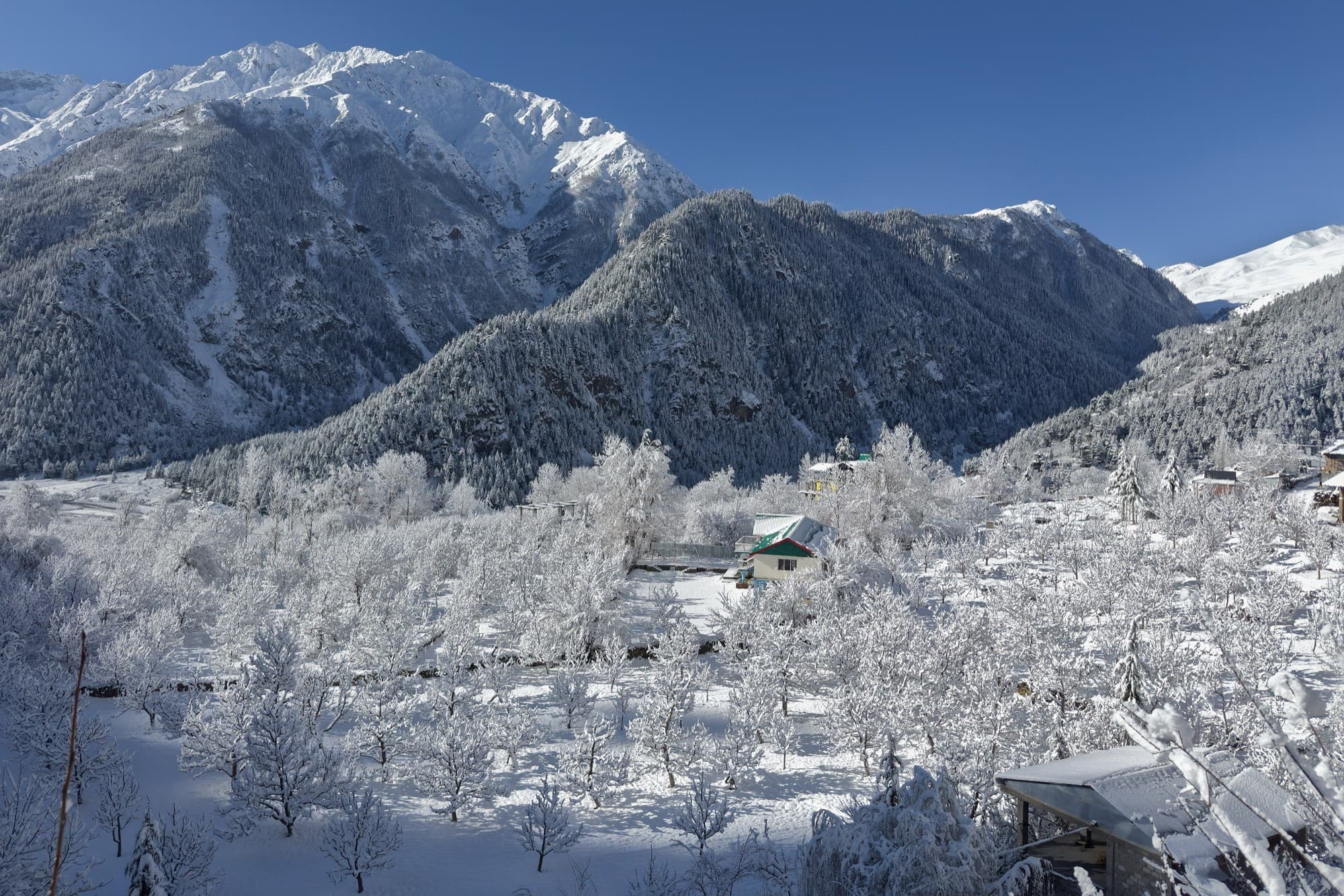 Apple orchard in Kinnaur