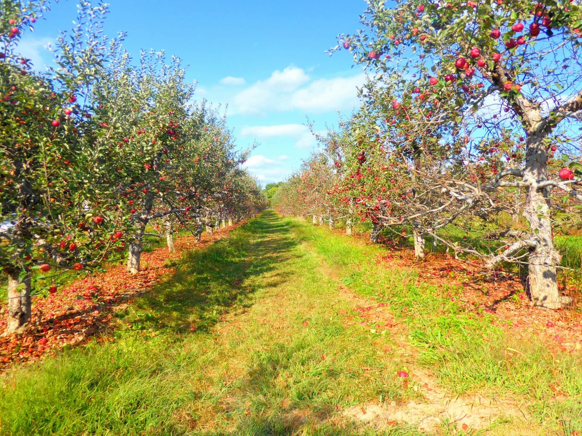 Apple orchards in Kinnaur at harvest time