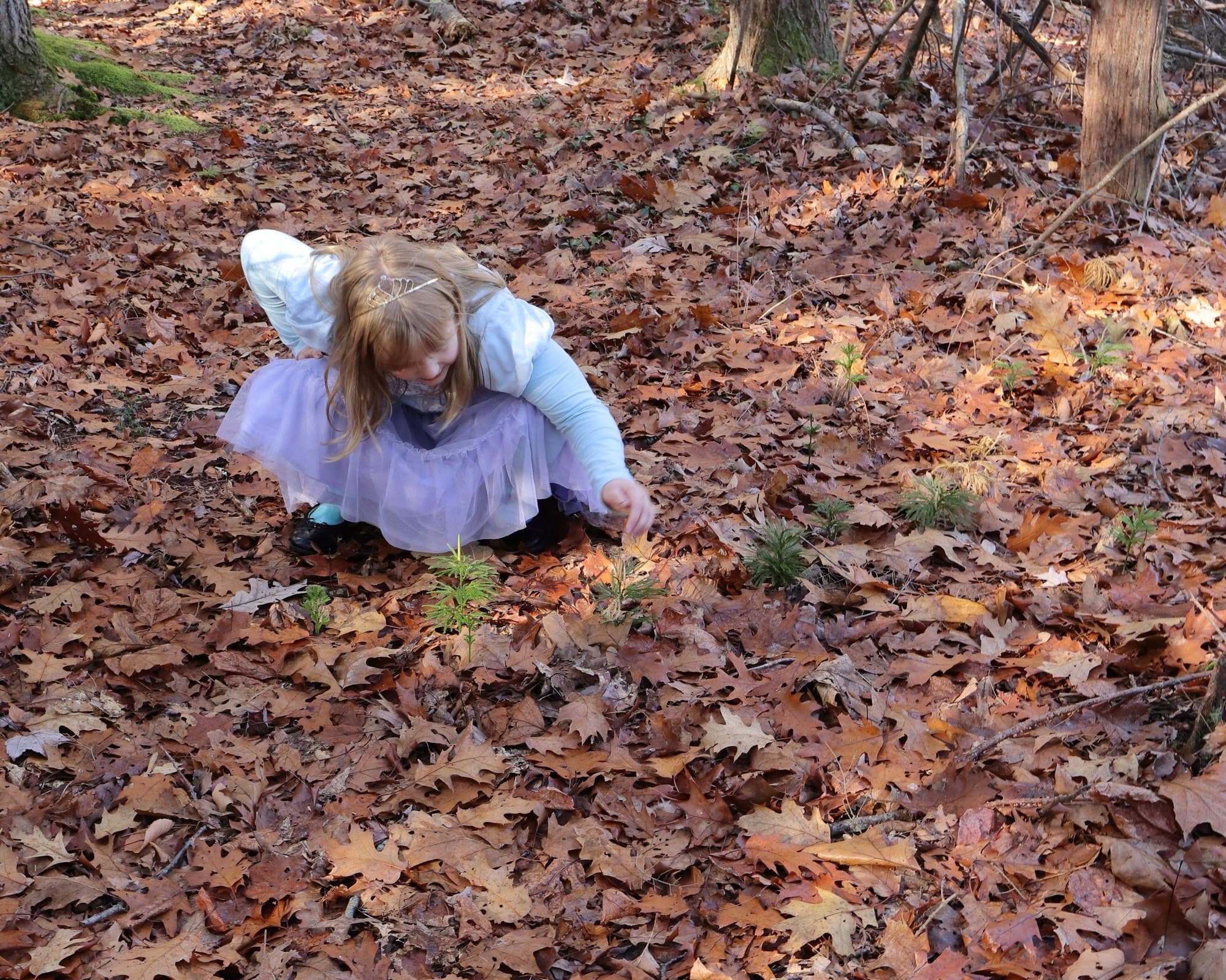Forest walk